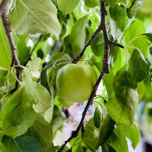 Превью обои яблоко, урожай, фрукт, ветка, листья