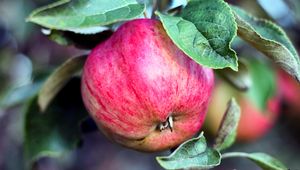 Превью обои яблоко, ветка, плод, спелый