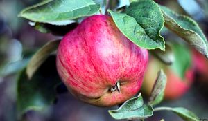Превью обои яблоко, ветка, плод, спелый