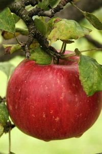 Превью обои яблоко, ветка, спелый, листья