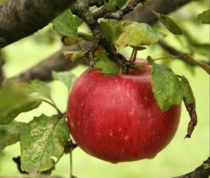 Превью обои яблоко, ветка, спелый, листья