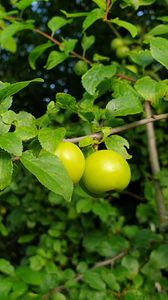 Превью обои яблоня, яблоки, ветка, листья, макро, зеленый