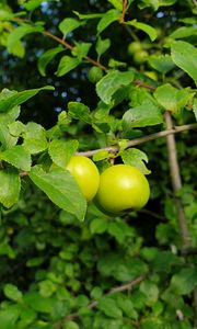 Превью обои яблоня, яблоки, ветка, листья, макро, зеленый