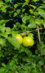 Превью обои яблоня, яблоки, ветка, листья, макро, зеленый