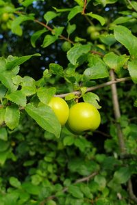 Превью обои яблоня, яблоки, ветка, листья, макро, зеленый