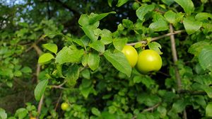 Превью обои яблоня, яблоки, ветка, листья, макро, зеленый