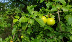 Превью обои яблоня, яблоки, ветка, листья, макро, зеленый