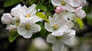 Превью обои яблоня, цветы, капли, лепестки, листья