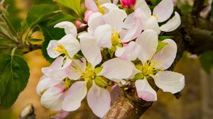 Превью обои яблоня, цветы, лепестки, ветки, листья, весна