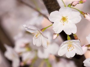 Превью обои яблоня, цветы, лепестки, ветка, весна, макро