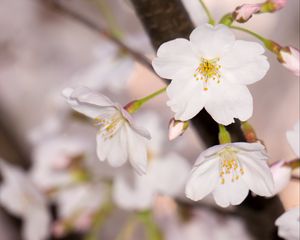 Превью обои яблоня, цветы, лепестки, ветка, весна, макро