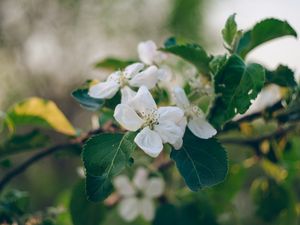 Превью обои яблоня, цветы, лепестки, ветка, листья, макро