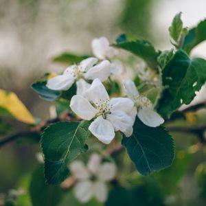 Превью обои яблоня, цветы, лепестки, ветка, листья, макро