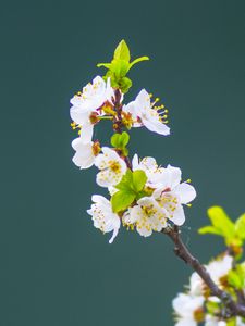 Превью обои яблоня, цветы, лепестки, листья, ветка, макро