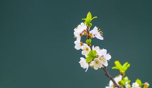 Превью обои яблоня, цветы, лепестки, листья, ветка, макро