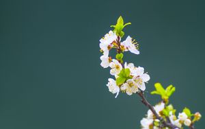 Превью обои яблоня, цветы, лепестки, листья, ветка, макро