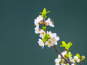 Превью обои яблоня, цветы, лепестки, листья, ветка, макро