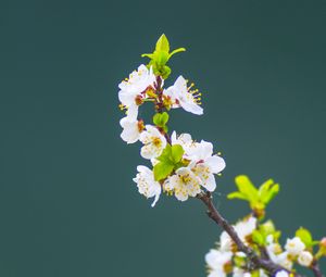 Превью обои яблоня, цветы, лепестки, листья, ветка, макро