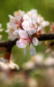 Превью обои яблоня, цветы, лепестки, цветение, весна
