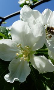 Превью обои яблоня, цветы, пчела, май, харьков