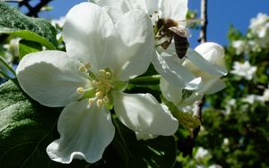Превью обои яблоня, цветы, пчела, май, харьков