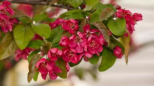 Превью обои яблоня, цветы, тычинки, цветение, розовый