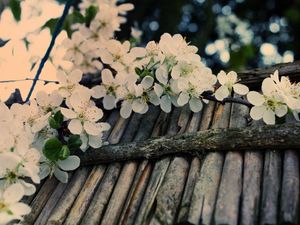 Превью обои яблоня, цветы, ветка, соцветие, дерево