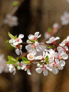 Превью обои яблоня, цветы, ветка, белый, макро, весна