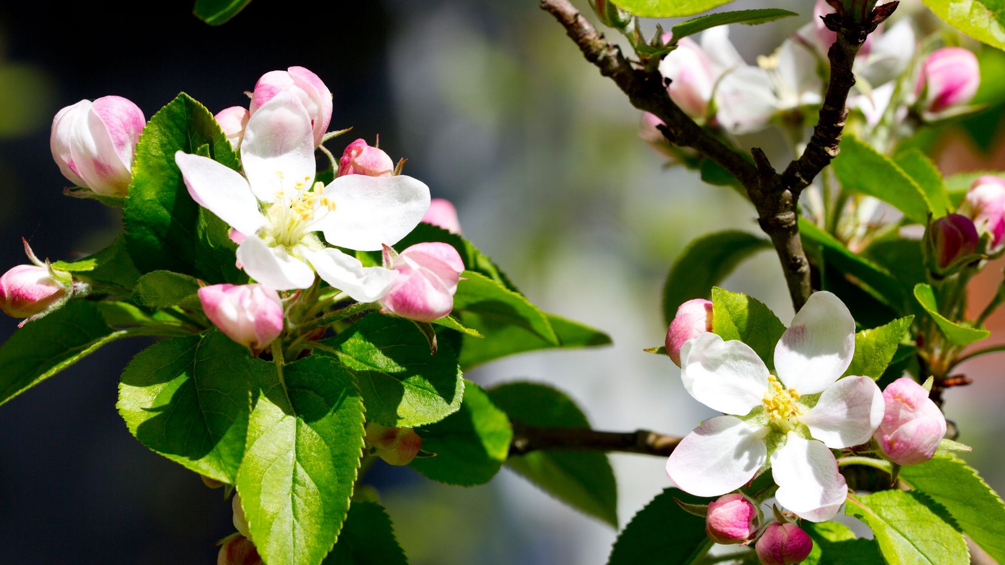 РЇР±Р»РѕРЅРµРІС‹Р№ С†РІРµС‚ Malus