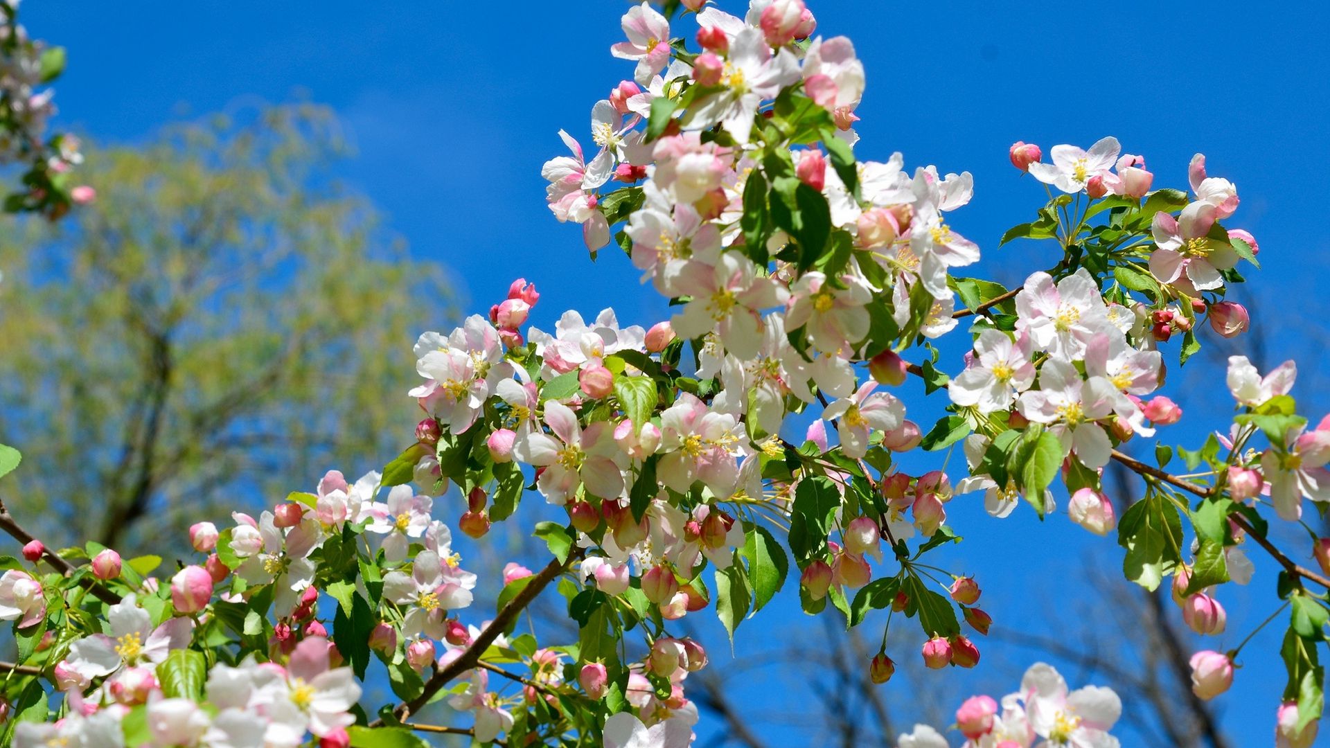 Цветение садов весной фото