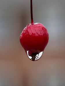 Превью обои ягода, капля, макро, размытие