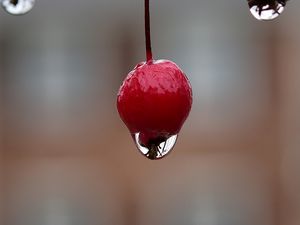 Превью обои ягода, капля, макро, размытие