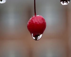 Превью обои ягода, капля, макро, размытие