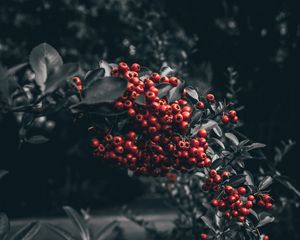 Превью обои ягода, рябина, ветка, красный
