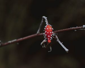 Превью обои ягода, ветка, лед, макро