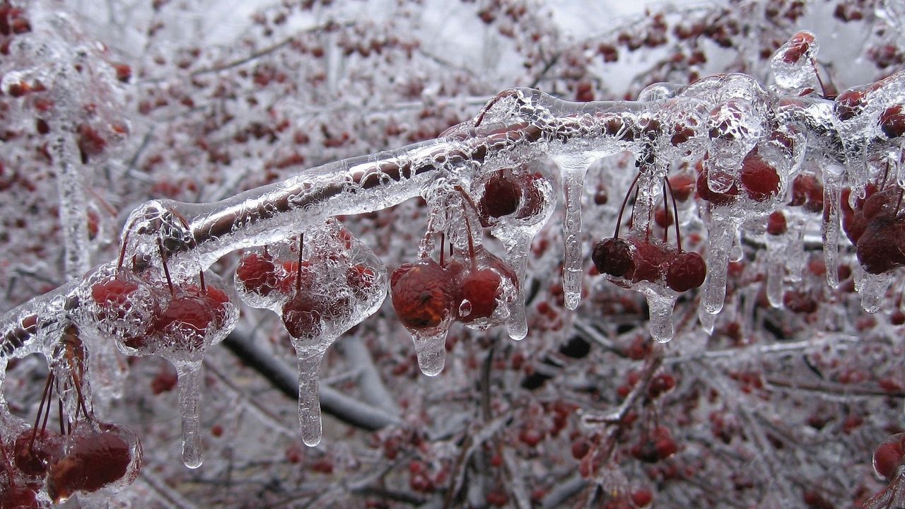Обои ягода, ветка, лед, замороженный
