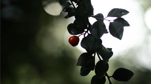 Превью обои ягода, ветка, листья, размытие, макро