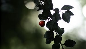 Превью обои ягода, ветка, листья, размытие, макро