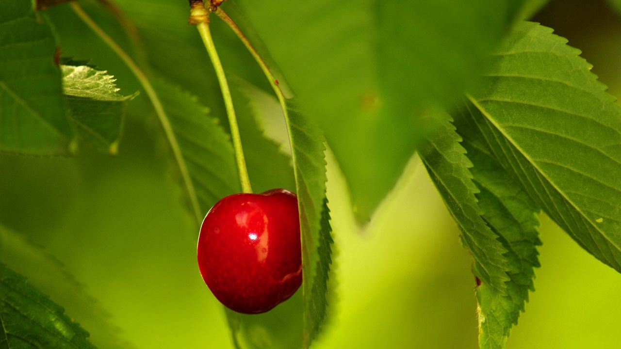 Обои ягода, вишня, ветка, листья