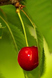 Превью обои ягода, вишня, ветка, листья
