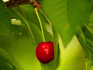 Превью обои ягода, вишня, ветка, листья