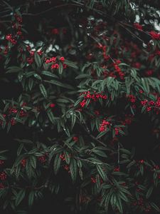 Превью обои ягоды, дерево, листья, сад
