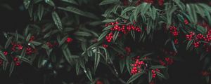 Превью обои ягоды, дерево, листья, сад