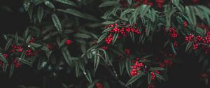 Превью обои ягоды, дерево, листья, сад