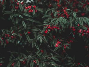 Превью обои ягоды, дерево, листья, сад