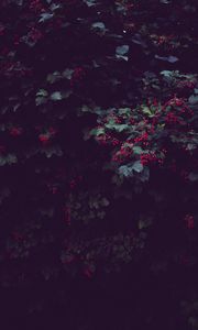 Превью обои ягоды, дерево, растение, листья, куст