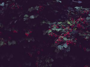 Превью обои ягоды, дерево, растение, листья, куст