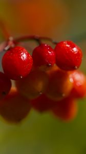 Превью обои ягоды, калина, гроздь, ветка, плоды, растение, макро
