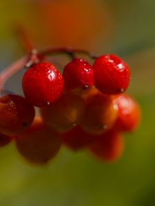 Превью обои ягоды, калина, гроздь, ветка, плоды, растение, макро