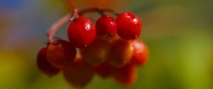 Превью обои ягоды, калина, гроздь, ветка, плоды, растение, макро